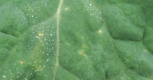 Early light leaf spot symptoms on an oilseed rape leaf